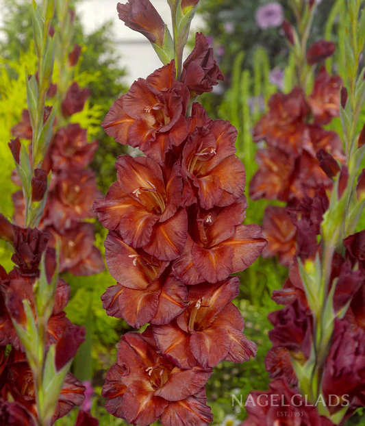 Chocolate Gladiolus Corms
