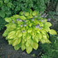 Squash Casserole Hosta Plants online shopping