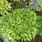 Feather Boa Hosta Plants online shopping