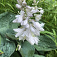 Big Daddy Hosta Plant Plants online shopping