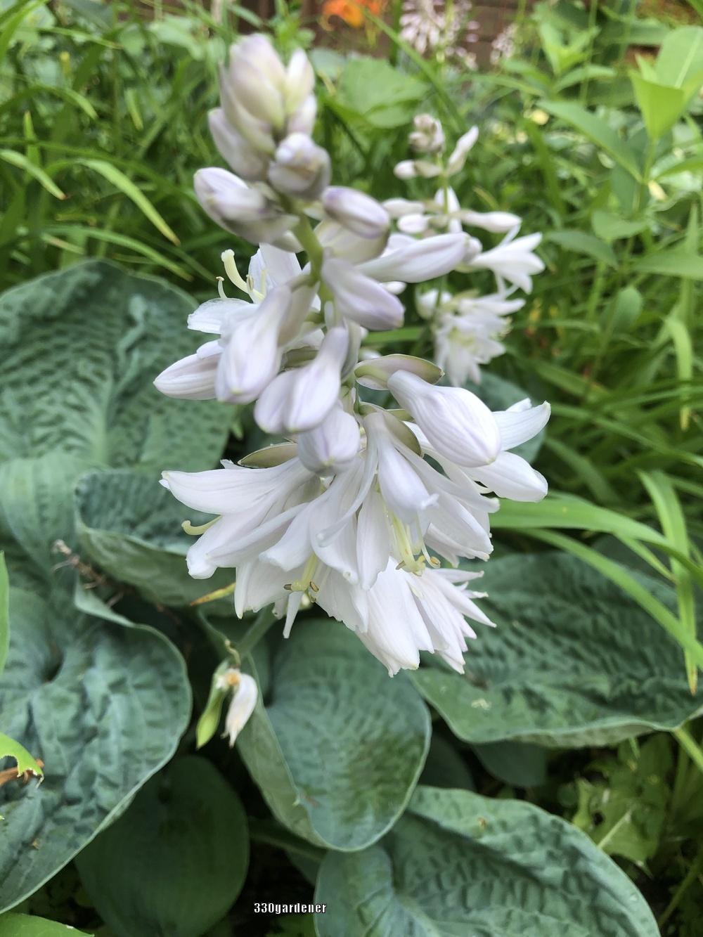 Big Daddy Hosta Plant Plants online shopping