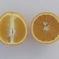 Maltaise Demi Sanguine Blood Orange Budwood citrus plant material online shopping