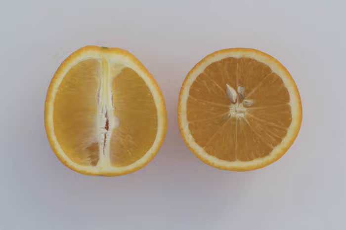 Maltaise Demi Sanguine Blood Orange Budwood citrus plant material online shopping