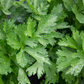 Amsterdam Cutting Leaf Celery