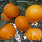 Imperial Mandarin Budwood citrus plant material online shopping