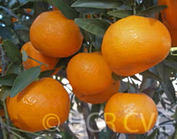 Imperial Mandarin Budwood citrus plant material online shopping