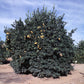 Ruby Blood Orange Budwood citrus plant material online shopping