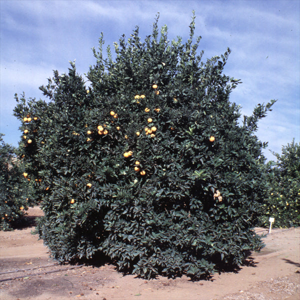 Ruby Blood Orange Budwood citrus plant material online shopping