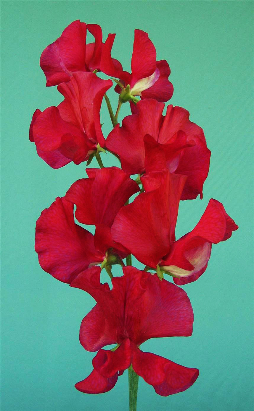 Lipstick Sweet Pea seeds online shopping