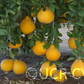 Valentine Pummelo Hybrid Budwood citrus plant material online shopping