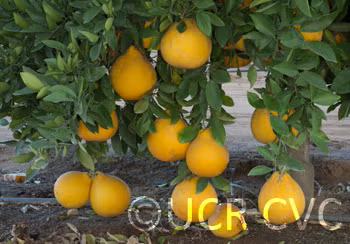Valentine Pummelo Hybrid Budwood citrus plant material online shopping