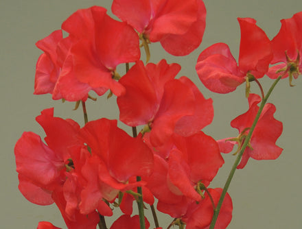 Hiro Sweet Pea seeds online shopping