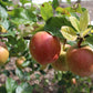 Saturn Apple Tree with Ripening Fruit