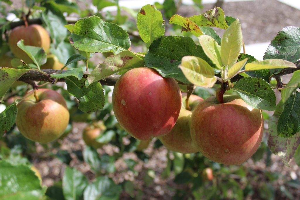 Saturn Apple Tree with Ripening Fruit