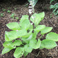 Cup Of Joy Hosta Plants online shopping