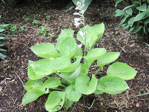 Cup Of Joy Hosta Plants online shopping