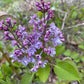 Scentara® Double Blue Lilac lilac plant online shopping
