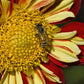 Wheels Dahlia Plants online shopping