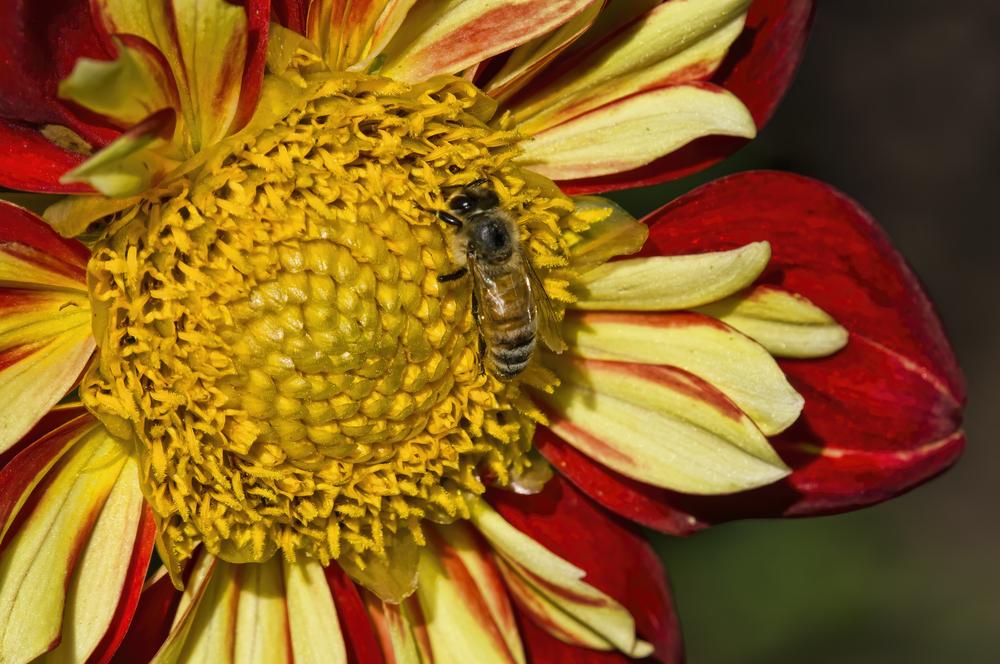 Wheels Dahlia Plants online shopping