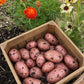 Clancy F1 Pelleted Potato Seeds online shopping