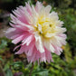 Chilson’s Pride Dahlia