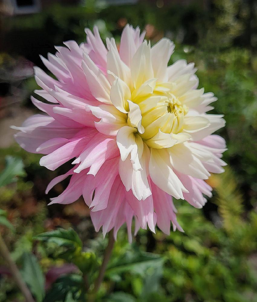 Chilson’s Pride Dahlia