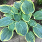 Merlin Hosta Plants online shopping
