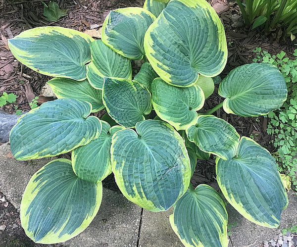 Merlin Hosta Plants online shopping
