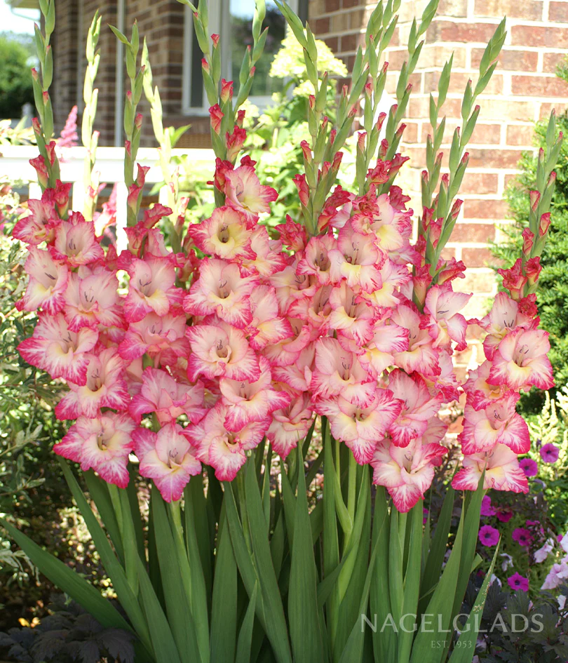 Priscilla Gladiolus Corms