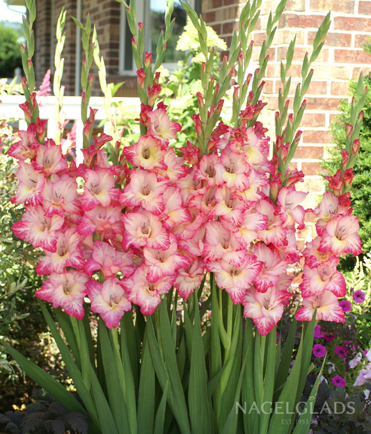 Priscilla Gladiolus Corms
