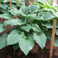 Fluted Fountain Hosta Plants online shopping