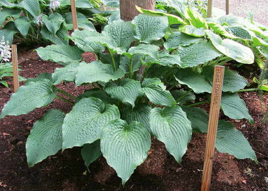 Fluted Fountain Hosta Plants online shopping