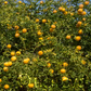 Rich 16-6 Trifoliate Seed citrus plant material online shopping