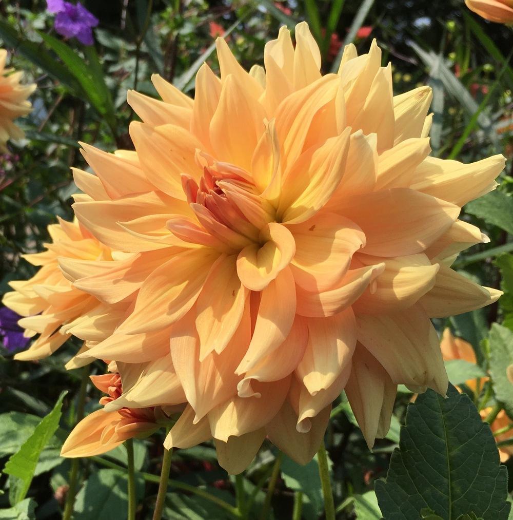 Honeymoon Dahlia