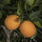 Maltaise Demi Sanguine Blood Orange Budwood citrus plant material online shopping