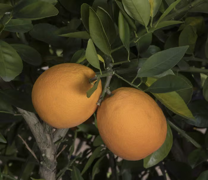 Maltaise Demi Sanguine Blood Orange Budwood citrus plant material online shopping