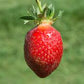 Rutgers D’Light June Bearing Strawberry