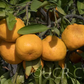 China S-9 Satsuma Mandarin Budwood citrus plant material online shopping