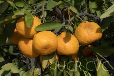 China S-9 Satsuma Mandarin Budwood citrus plant material online shopping