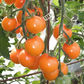 Sungold Tomato