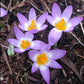 Tricolor Snow Crocus Corms