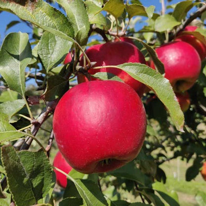 Crimson Crisp® Apple
