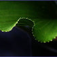Jaws Hosta Plants online shopping