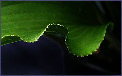 Jaws Hosta Plants online shopping