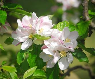 Holstein Heirloom Apple