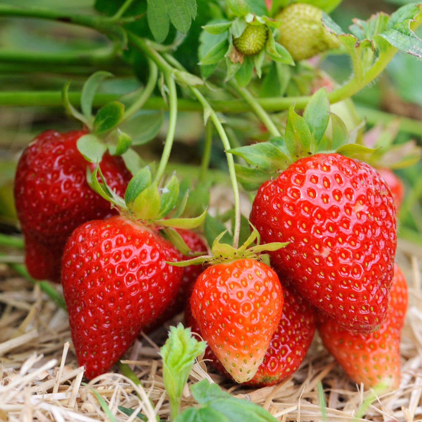 Monterey Day Neutral Strawberry