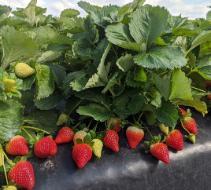 Medallion™ Short Day Strawberry