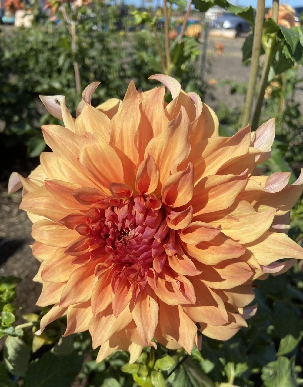Steve Meggos Dahlia