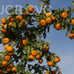 Tieu Mandarin Budwood citrus plant material online shopping