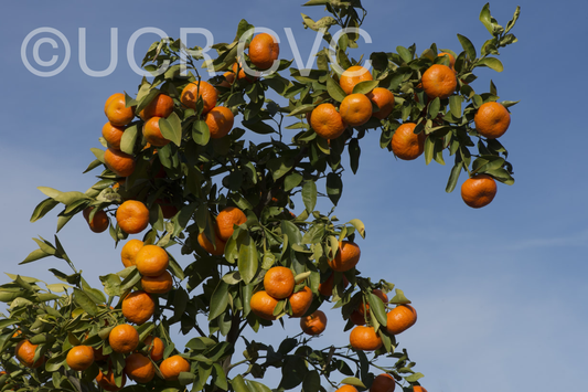 Tieu Mandarin Budwood citrus plant material online shopping